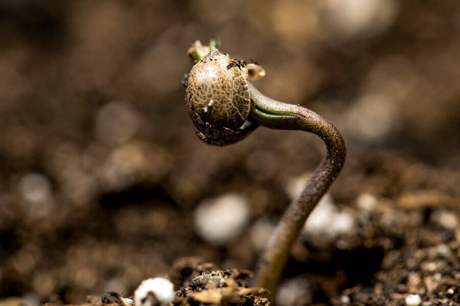 Mastering The Cannabis Seedling Stage In Just 3 Steps