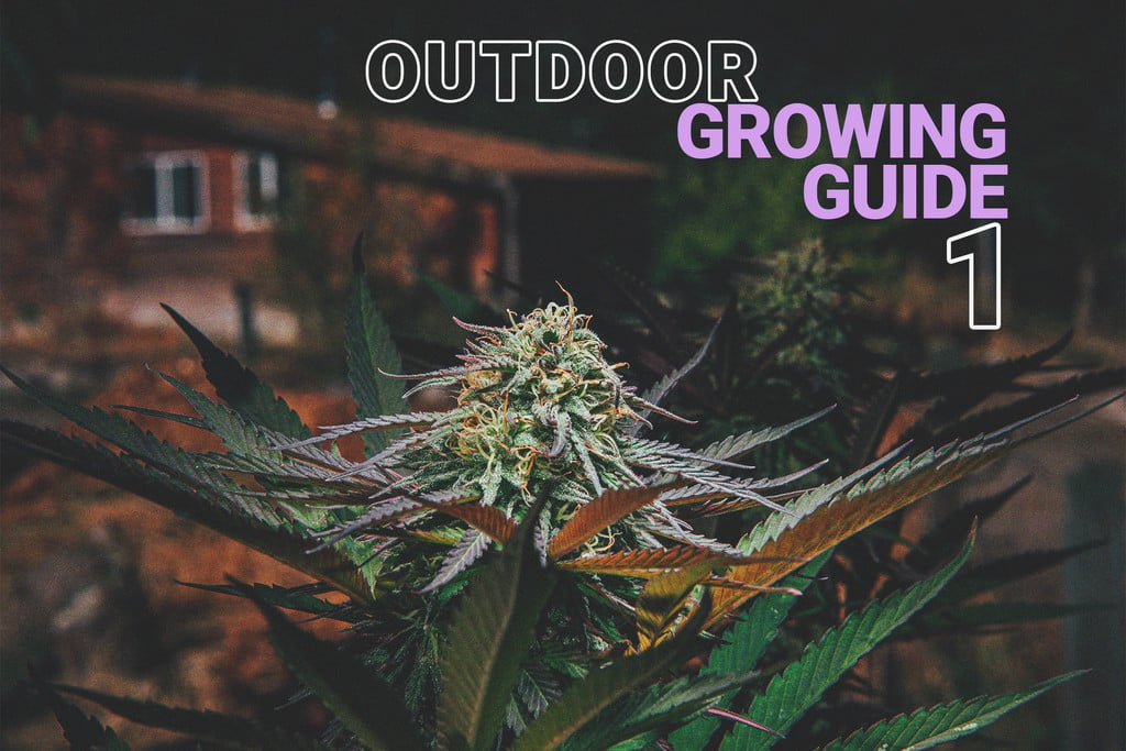 Growing Cannabis Outdoors: Getting Started