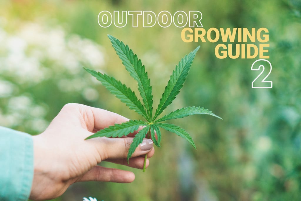 The Basics of Cannabis Outdoor Growing (Part 2)