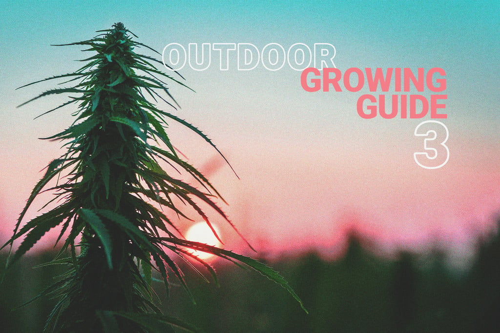 The Basics of Cannabis Outdoor Growing (Part 3)