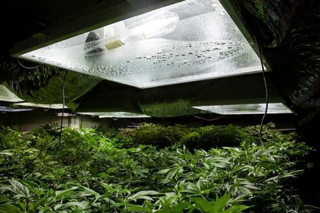 Indoor Cannabis Growing: Relative Humidity and Temperatures