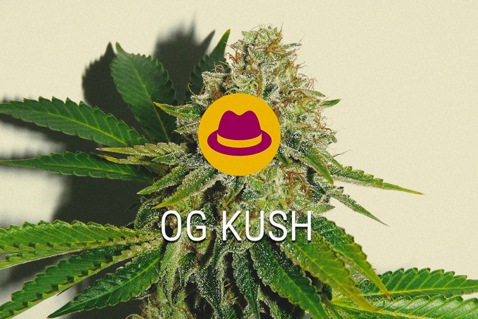 OG Kush Feminised Cannabis Strain
