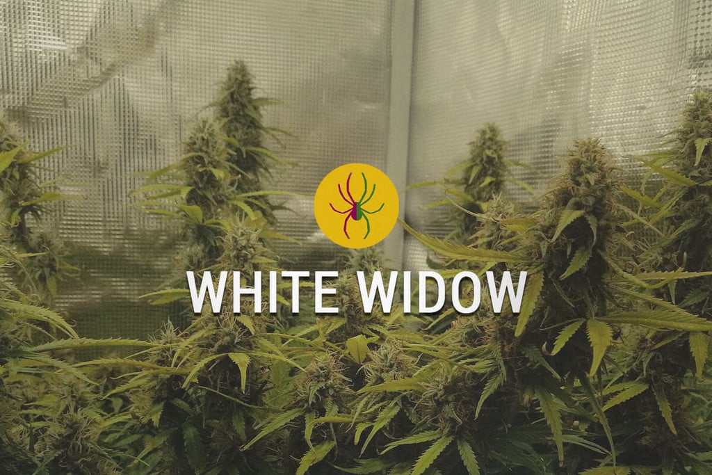 White Widow: The Potent Strain Of The Netherlands