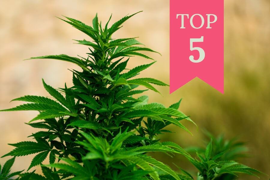 Top 5 Cannabis Strains To Grow Outdoors In 2020