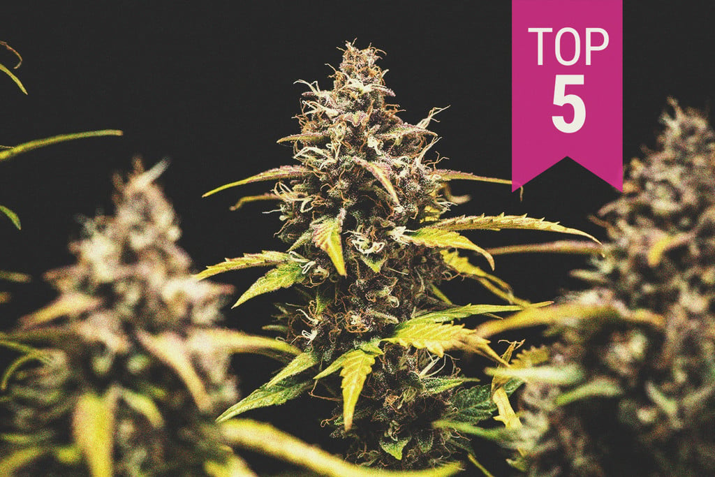 Top 5 Cannabis Strains for Indoor Growing in 2021