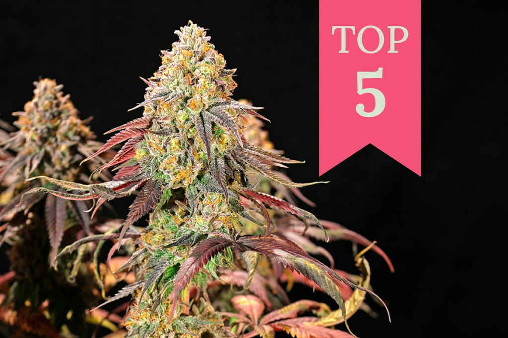 Top 5 Indoor Strains of 2024