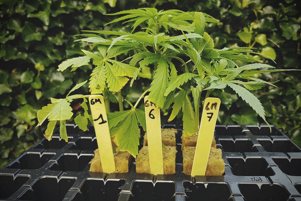 Basic Cannabis Knowledge: Genotype and Phenotype