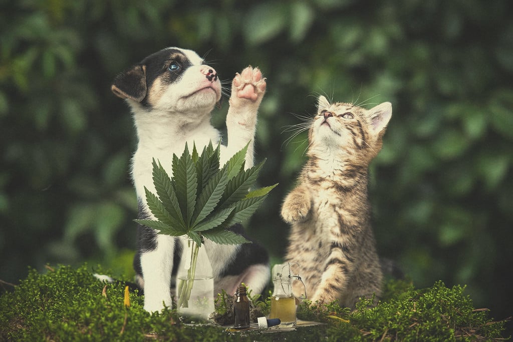 cats smoking weed