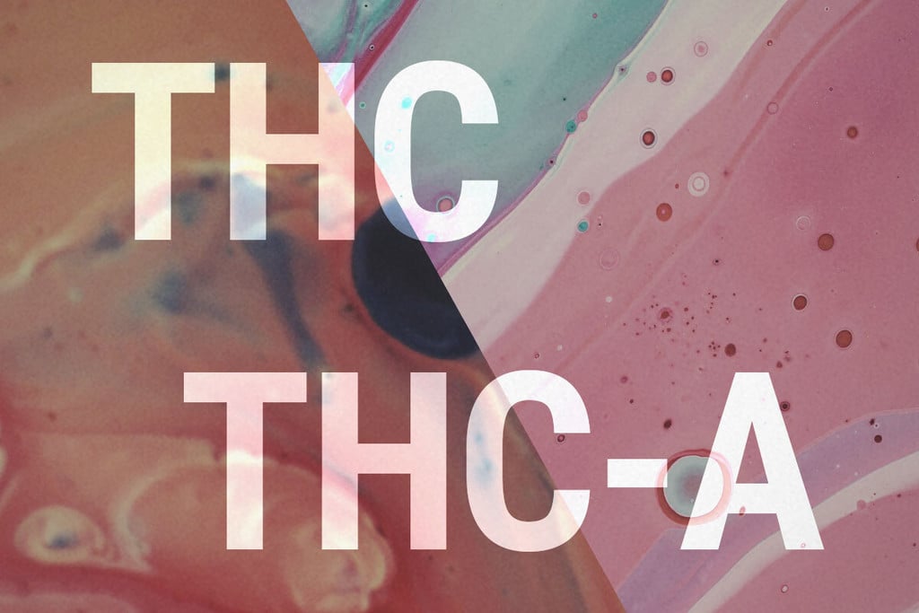 THCA and THC: What’s the Difference?