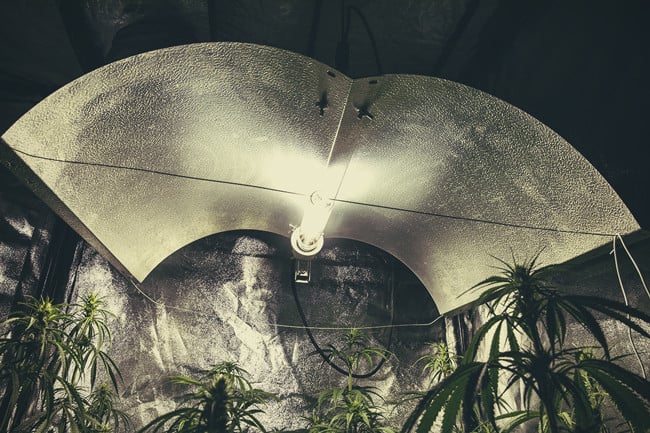 The Different Types of Lights for Cannabis: Pros and Cons