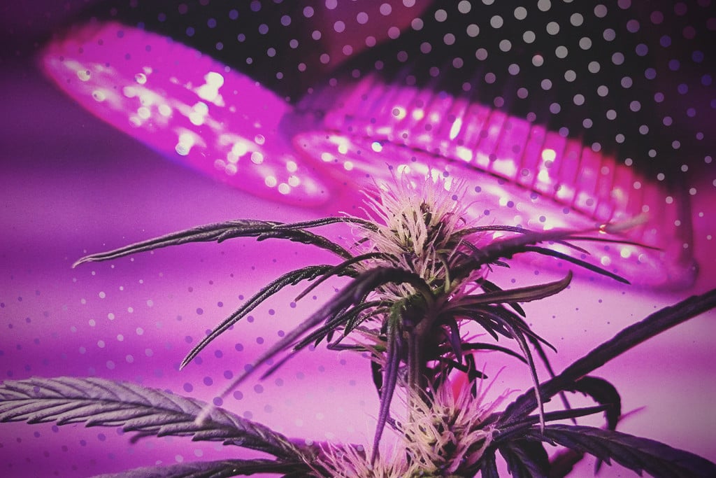 Growing Under High Light Intensities - Cannabis Business Times