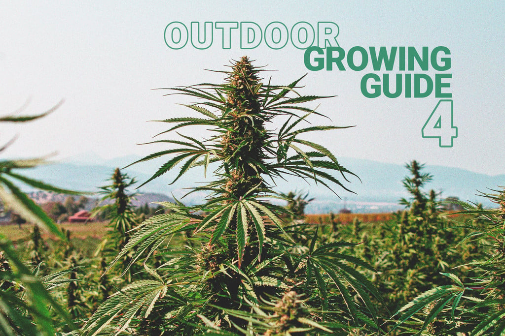 The Basics of Cannabis Outdoor Growing (Part 4)