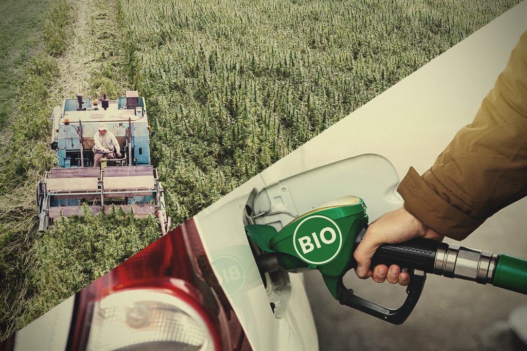 Hemp Biofuel: Is This the Answer to Environmental Crisis?