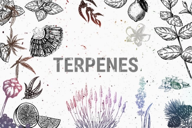 Cannabis Terpenes: How They Work and Their Effects