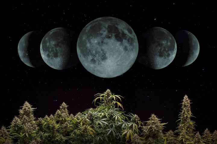 How To Grow Cannabis by the Moon Cycle in 2024