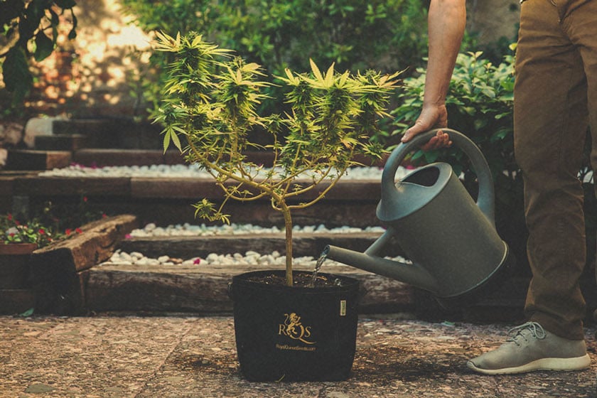 How and When to Flush Marijuana Plants