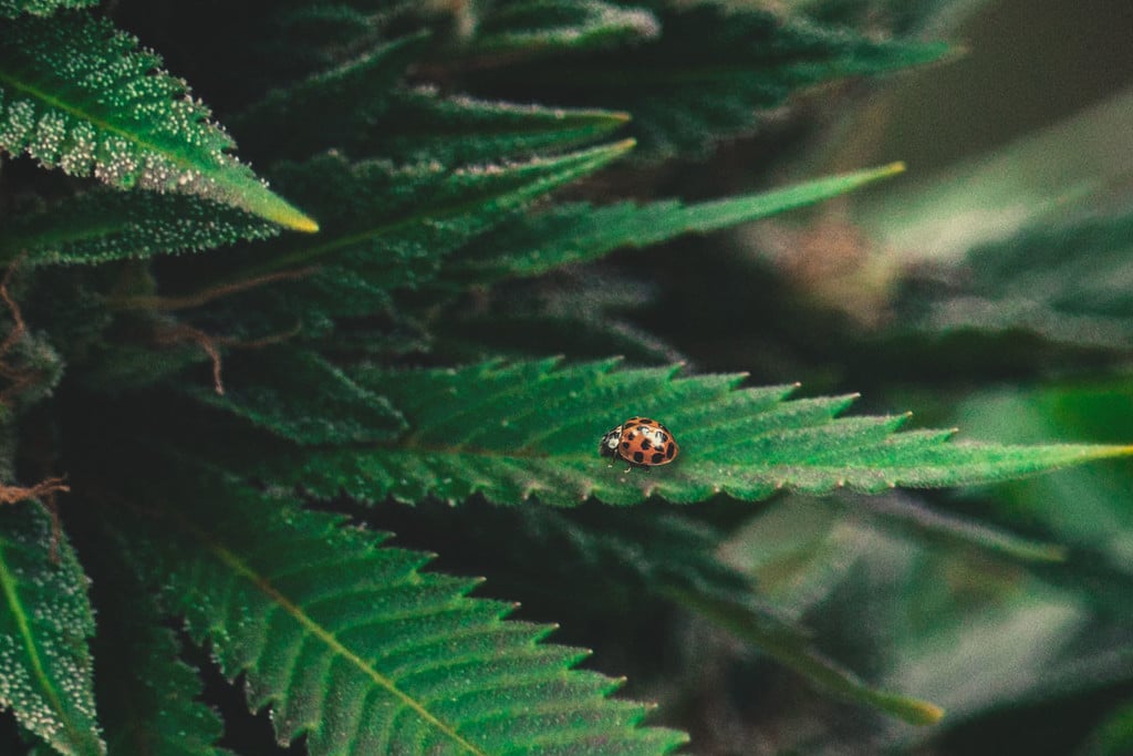 Cannabis 101: Ladybugs as a Natural Solution to Spider Mites