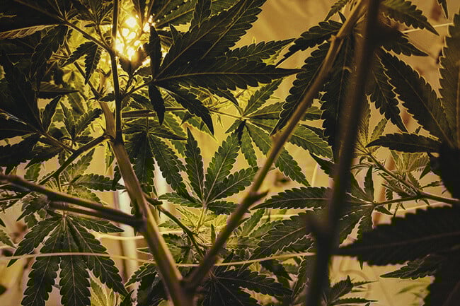 The Perfect Light Schedules For Autoflower Cannabis