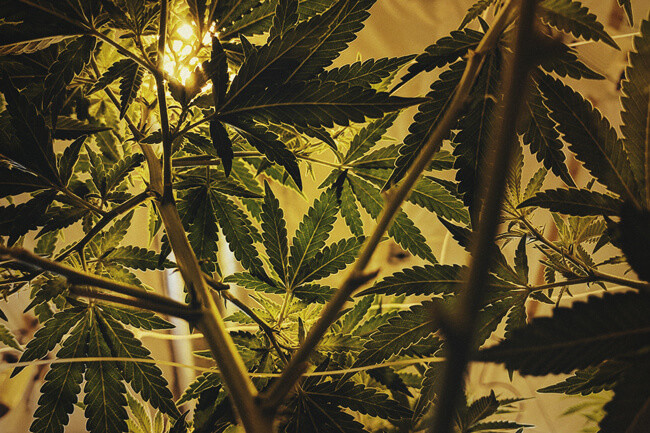 The Perfect Light Schedules For Autoflower Cannabis