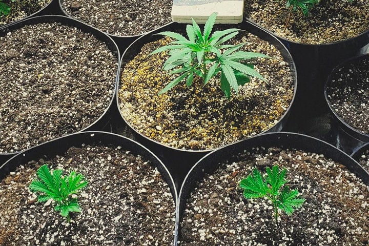 Cannabis Clones