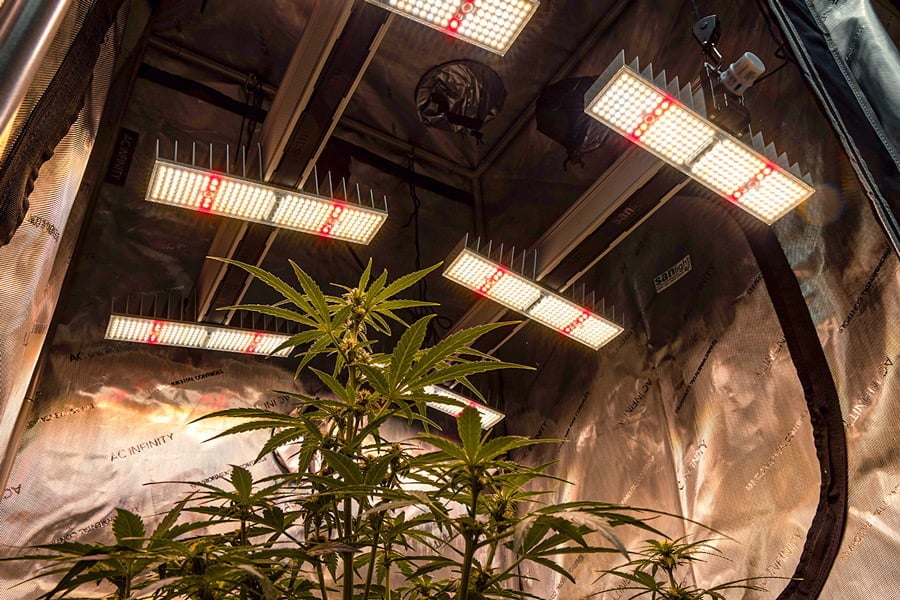 How To Grow Cannabis From Seed Under 12-12 Lighting 