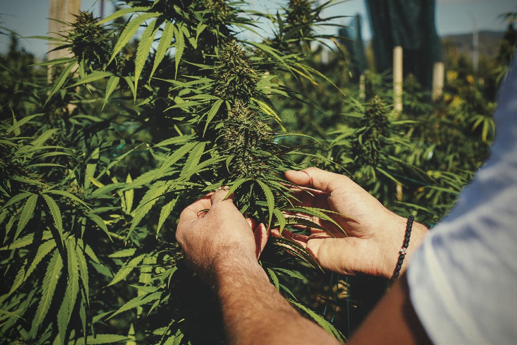 How (and Why) to Grow Veganic Weed