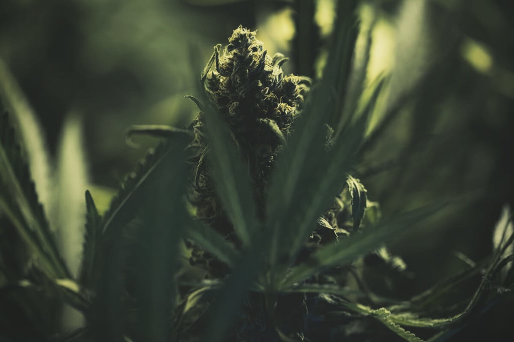 How To Grow Cannabis With Dense Buds