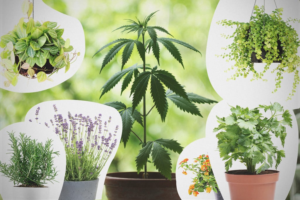 Companion Planting For Cannabis: What You Need To Know