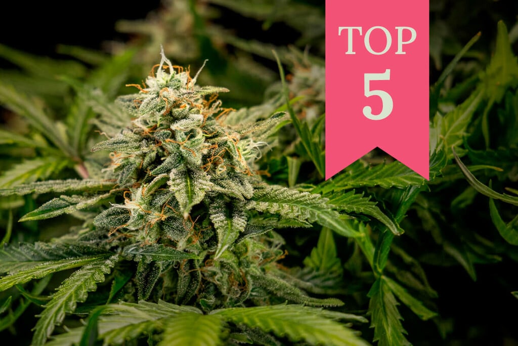 Top 5 Cannabis Strains For Beginner Smokers & Growers (2024)