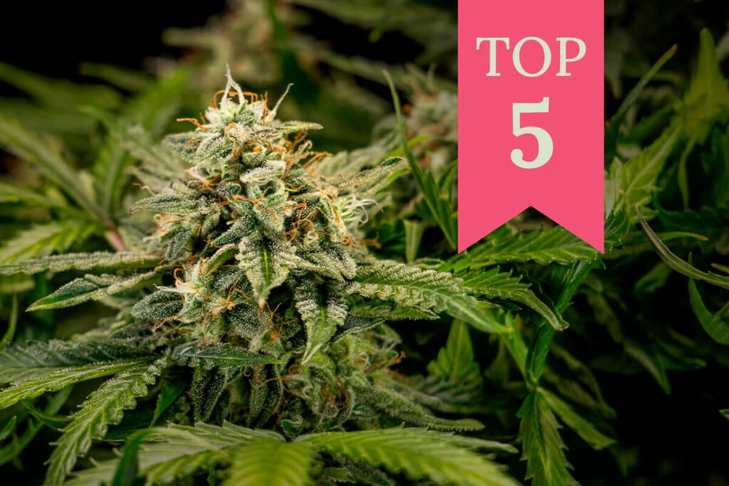 The Best Strains for Beginner Growers & Smokers