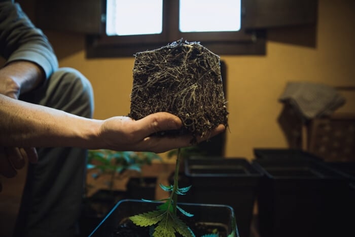 How And When To Transplant Your Cannabis Plants