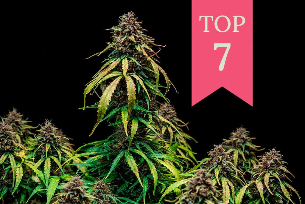 Top 7 Best Fruity Strain