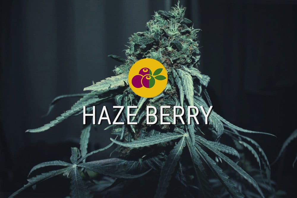 Haze Berry: Sativa Energy And Indica Sweetness
