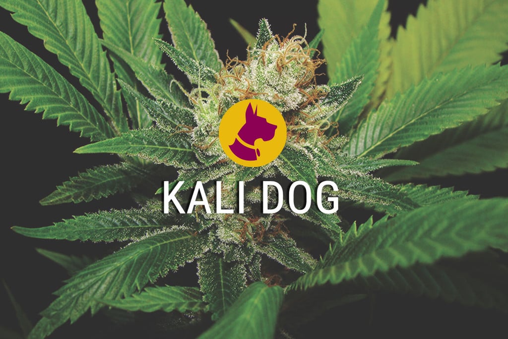 Kali Dog — Bold, Strong, And Stimulating Cannabis Strain