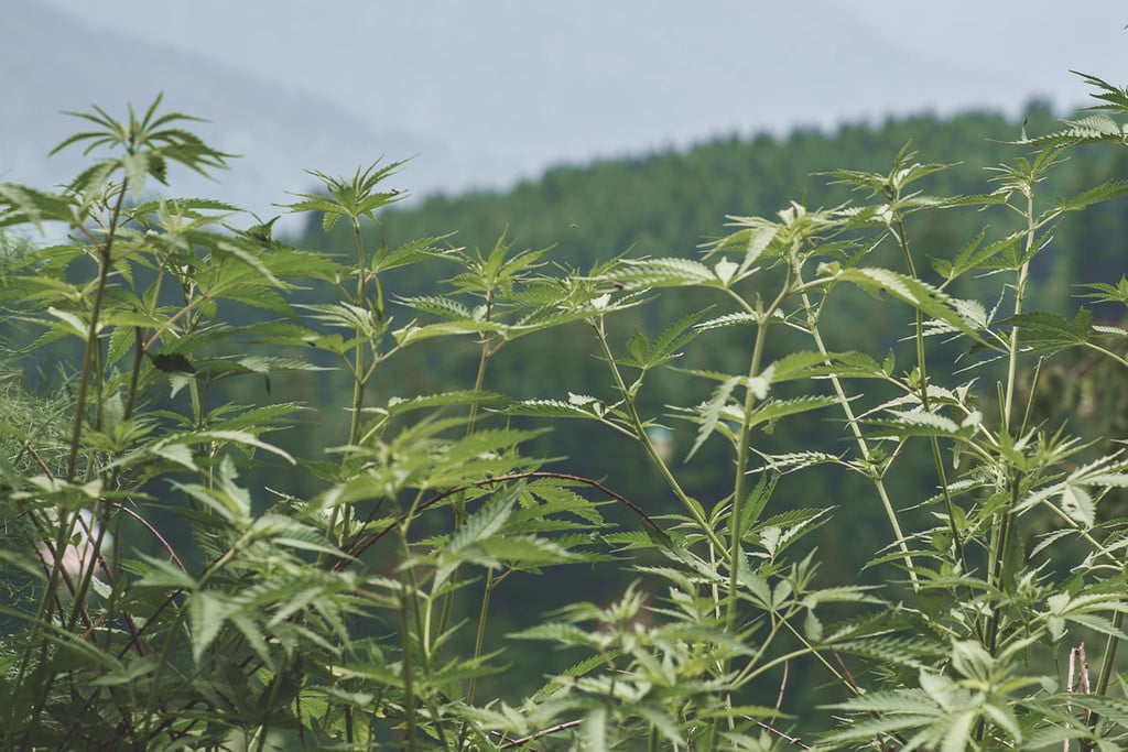 Cannabis Ruderalis: Rugged Weed With A Hidden Talent