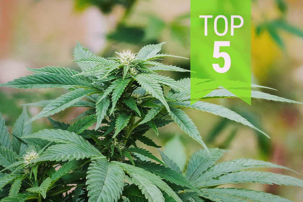 Top 5 Ruderalis Indica Strains | 2026