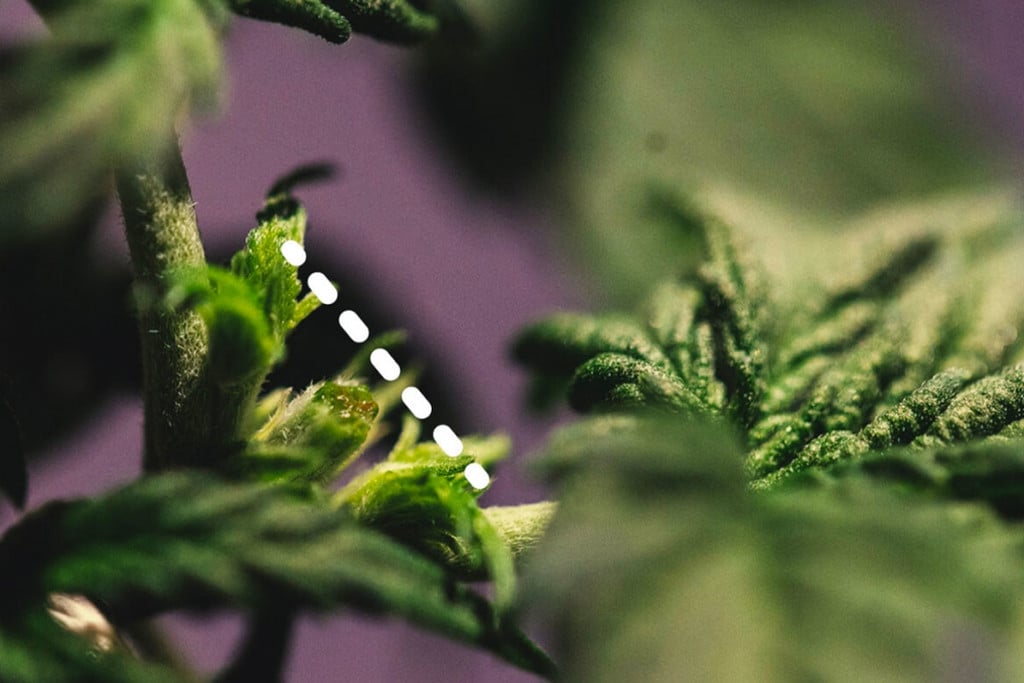 Topping and Training Autoflowering Cannabis: Can It Be Done?