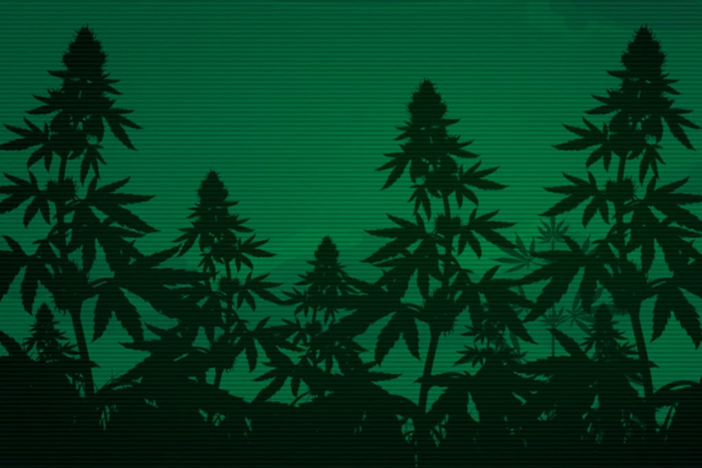 Can Cannabis Increase Night Vision?
