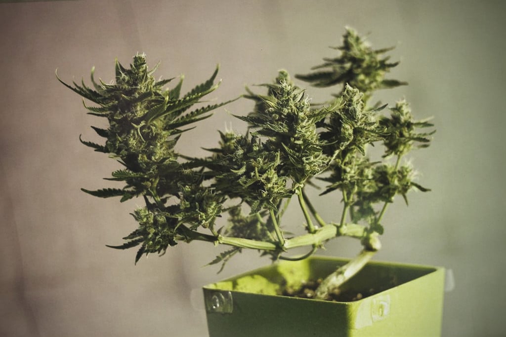 How To Grow A Marijuana Bonsai