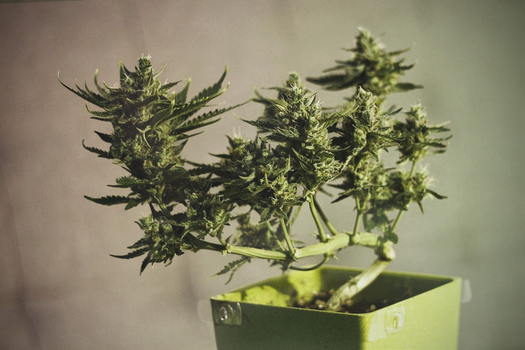 How To Grow A Marijuana Bonsai RQS Blog