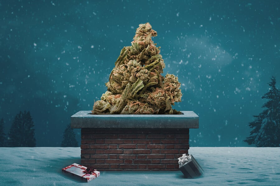 Top Cannabis Strains for Christmas 2023