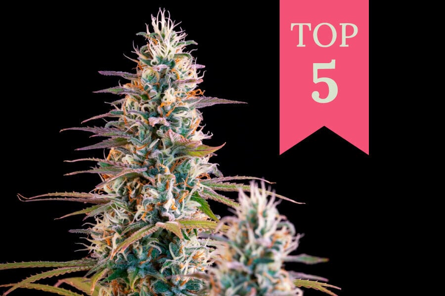 Top Cannabis Strains for Christmas 2022