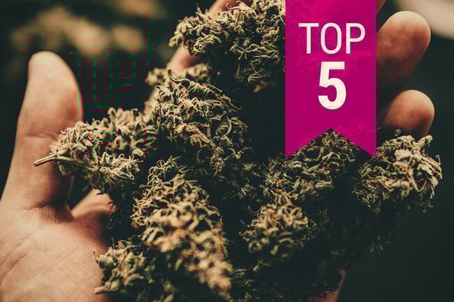 The Top 5 Strongest Cannabis Strains — 2023 Update