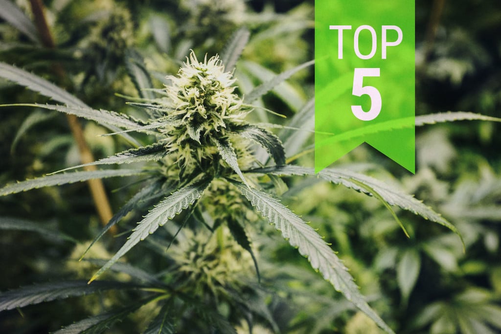 Top 5 Ruderalis Sativa Cannabis Strains: 2025 Update