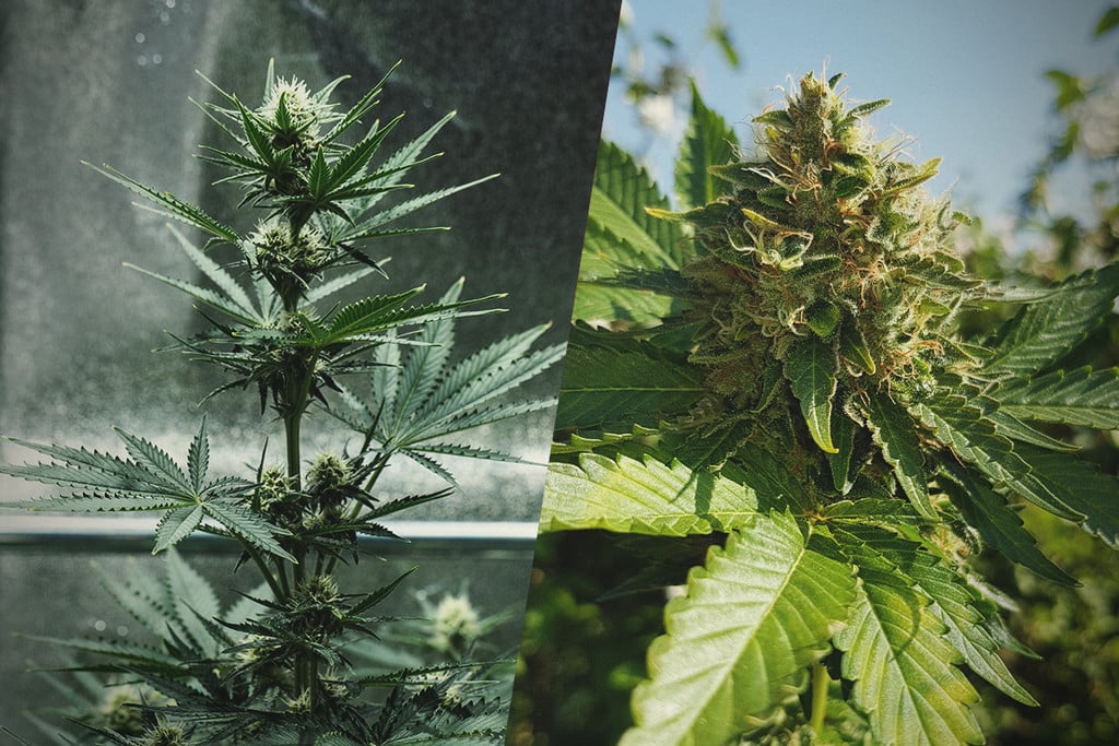 How to Move Your Indoor Cannabis Plants Outdoors