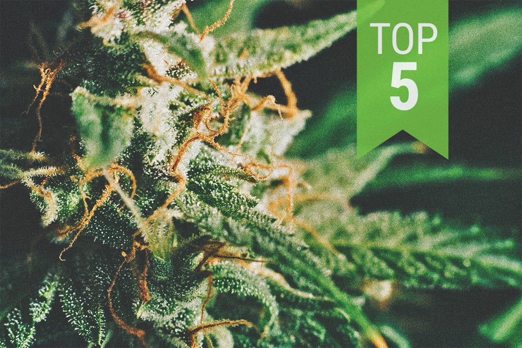The RQS Lowest-THC Strains (By Category - 2021) 