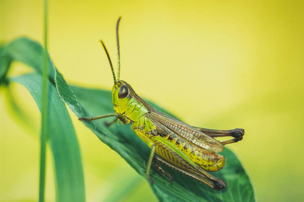 How To Identify, Treat, and Protect Your Cannabis From Grasshoppers