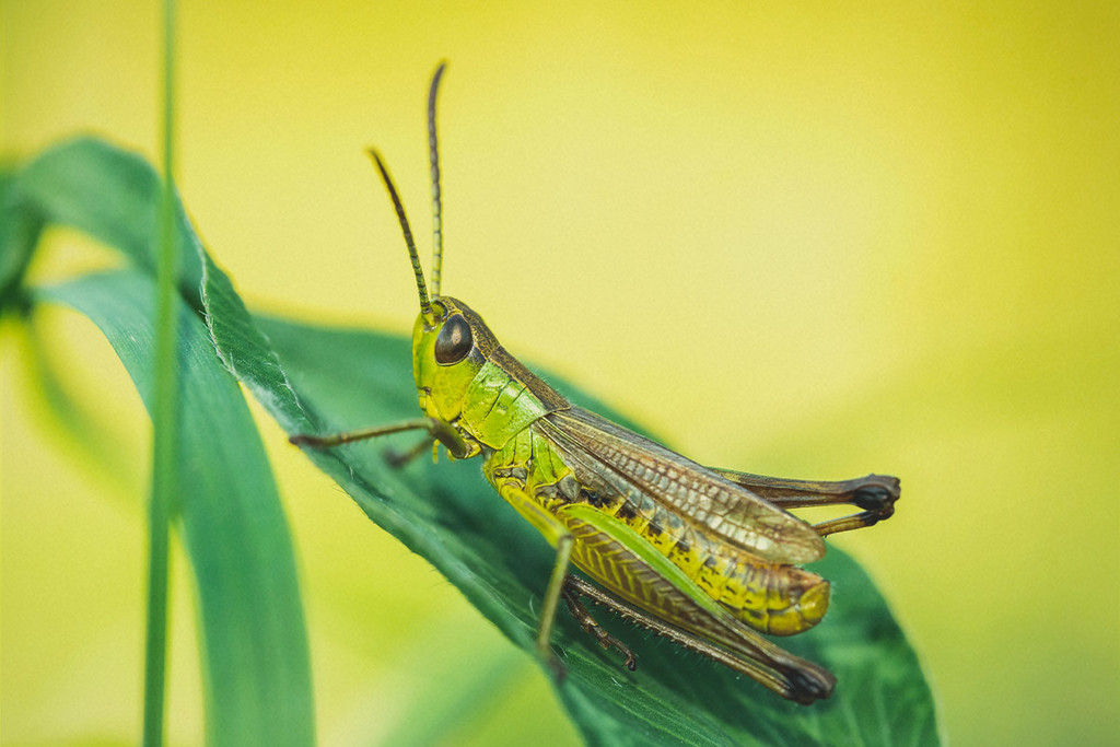 How To Identify, Treat, and Protect Your Cannabis From Grasshoppers