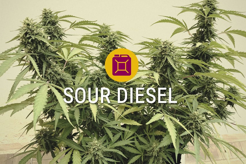 Sour Diesel Feminized Cannabis strain