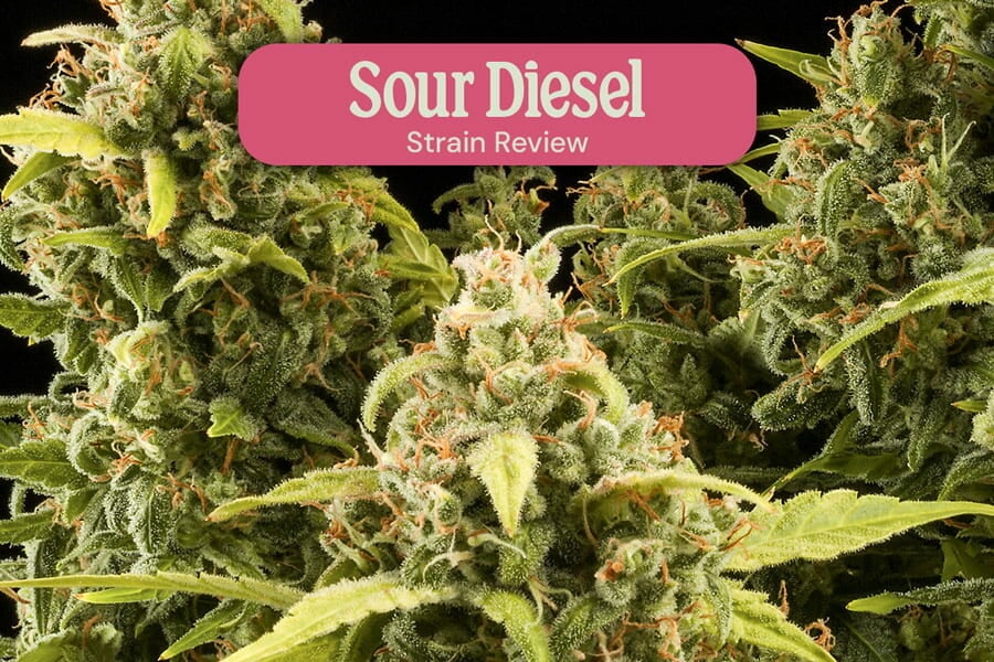 Sour Diesel Feminised Cannabis strain